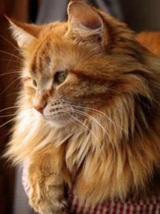 Maine Coon | Diamond Painting