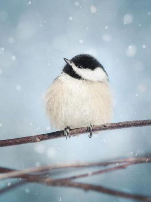 Chickadee | Diamond Painting