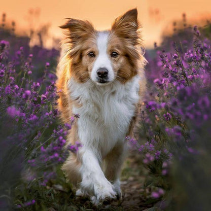 Dog Border Collie | Diamond Painting