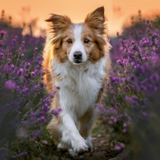 Dog Border Collie | Diamond Painting