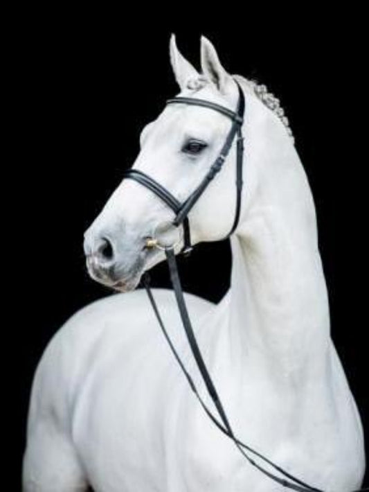 Horse | Diamond Painting