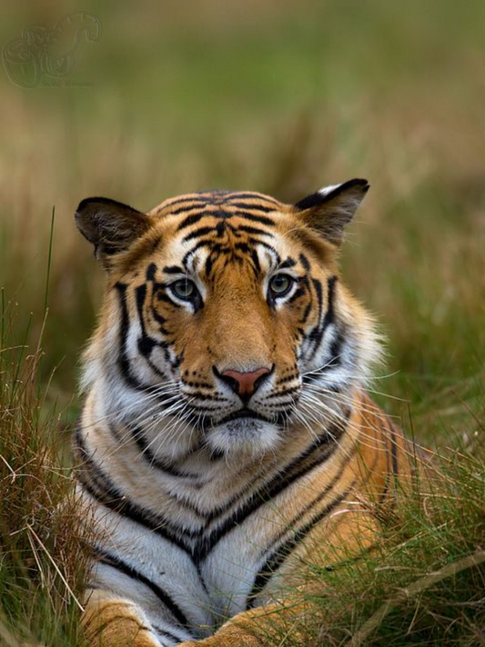 Bengal Tiger | Diamond Painting