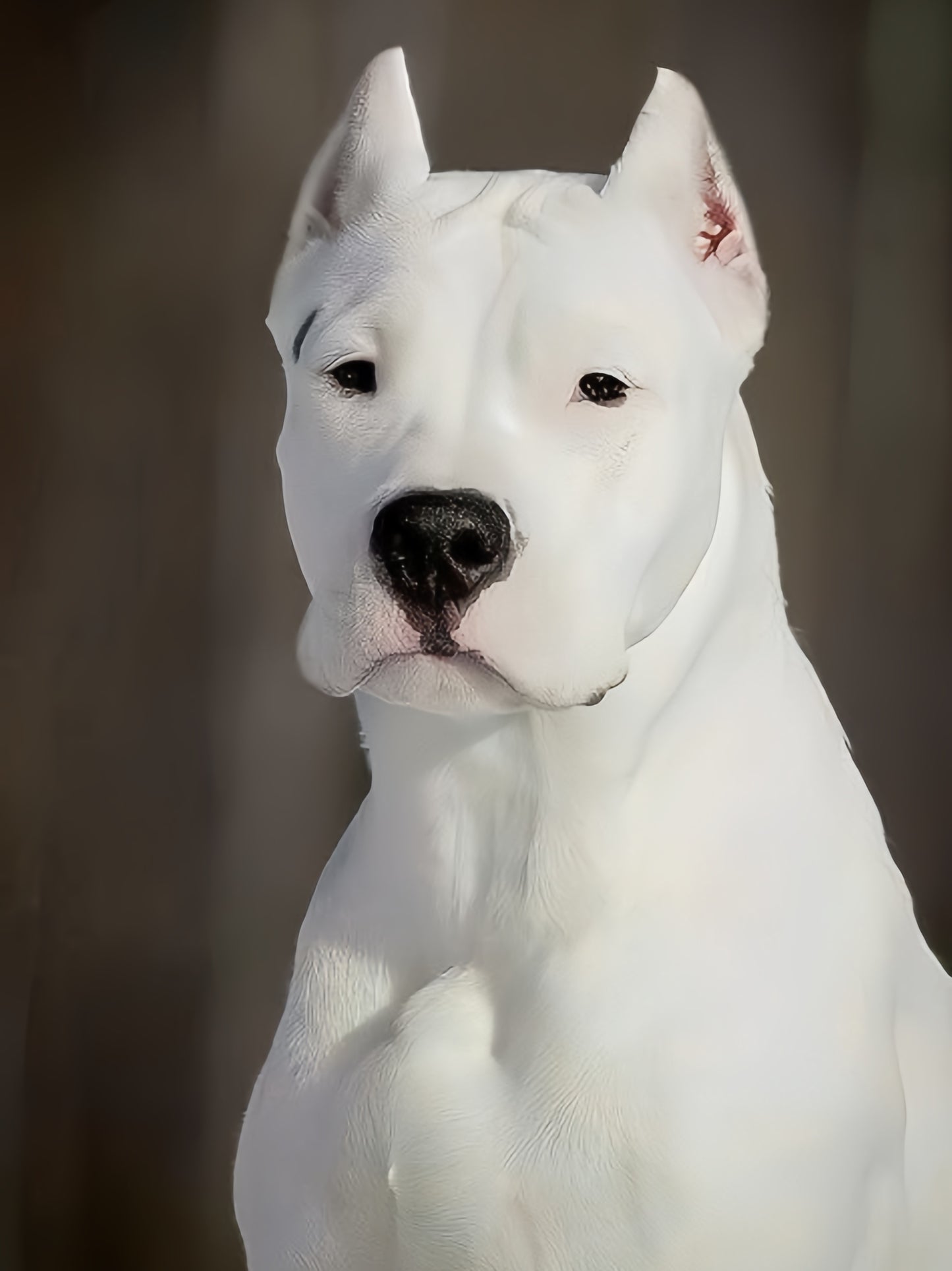 Pit Bull Dog | Diamond Painting