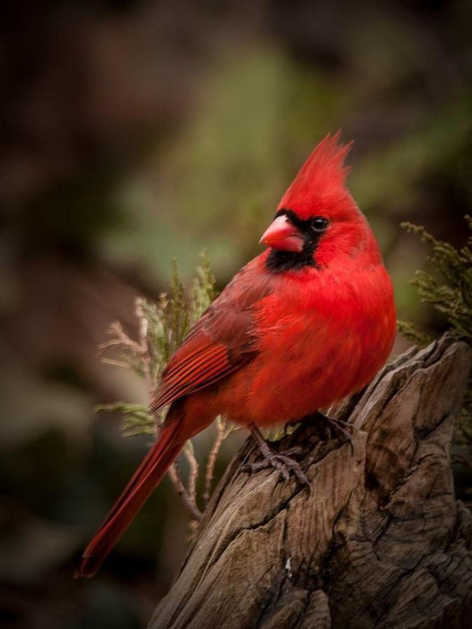 Cardinal | Diamond Painting