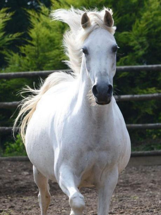 Horse | Diamond Painting