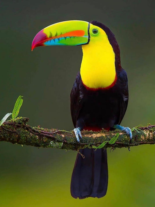 Toucan Bird | Diamond Painting