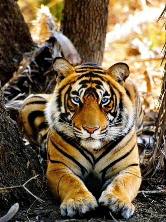 Bengal Tiger | Diamond Painting