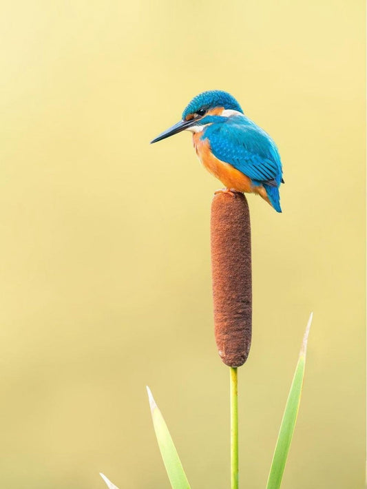 Kingfisher | Diamond Painting