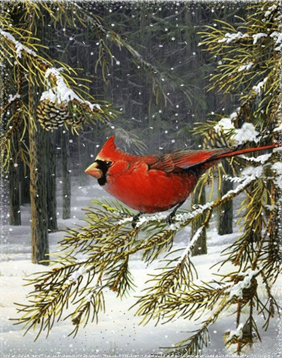 Cardinal | Diamond Painting