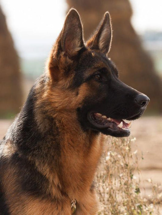Dog German Shepherd | Diamond Painting