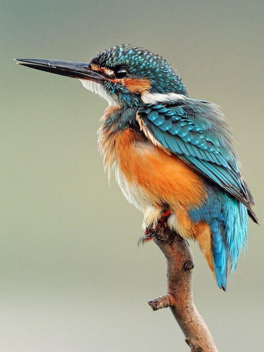 Kingfisher | Diamond Painting