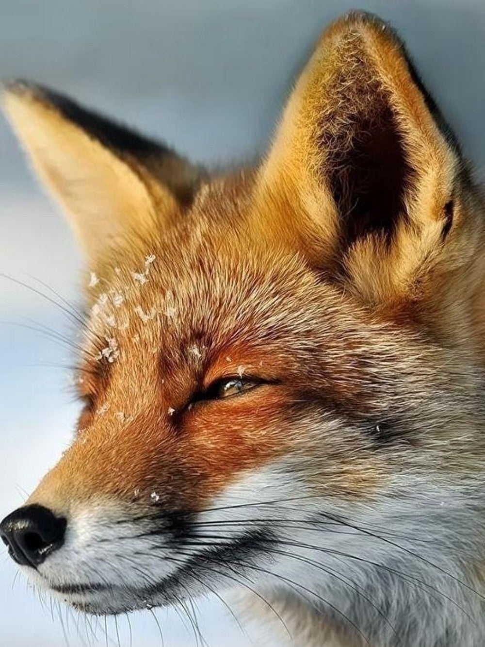 Fox | Diamond Painting