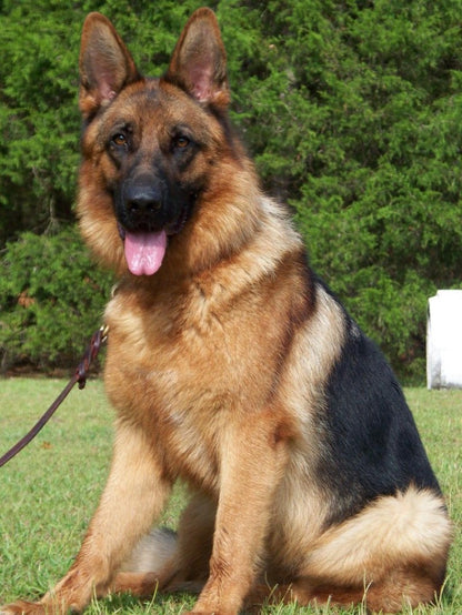 Dog German Shepherd | Diamond Painting