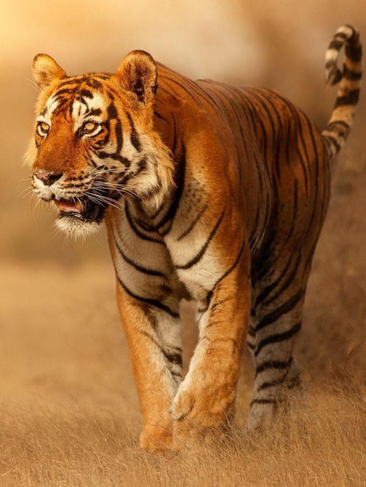 Bengal Tiger | Diamond Painting