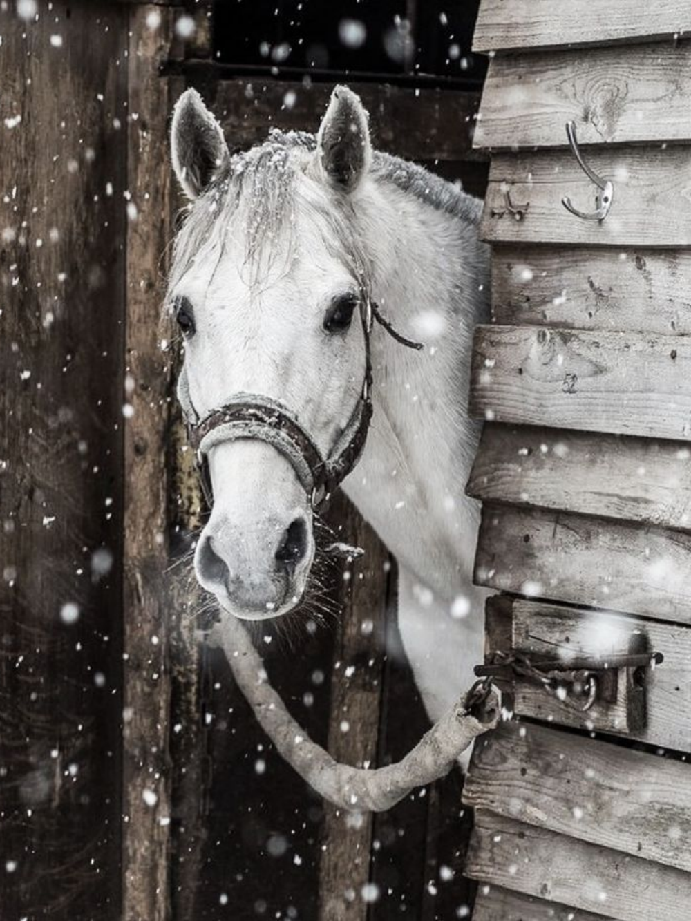 Horse | Diamond Painting