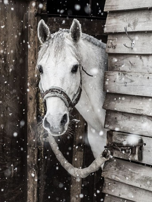 Horse | Diamond Painting