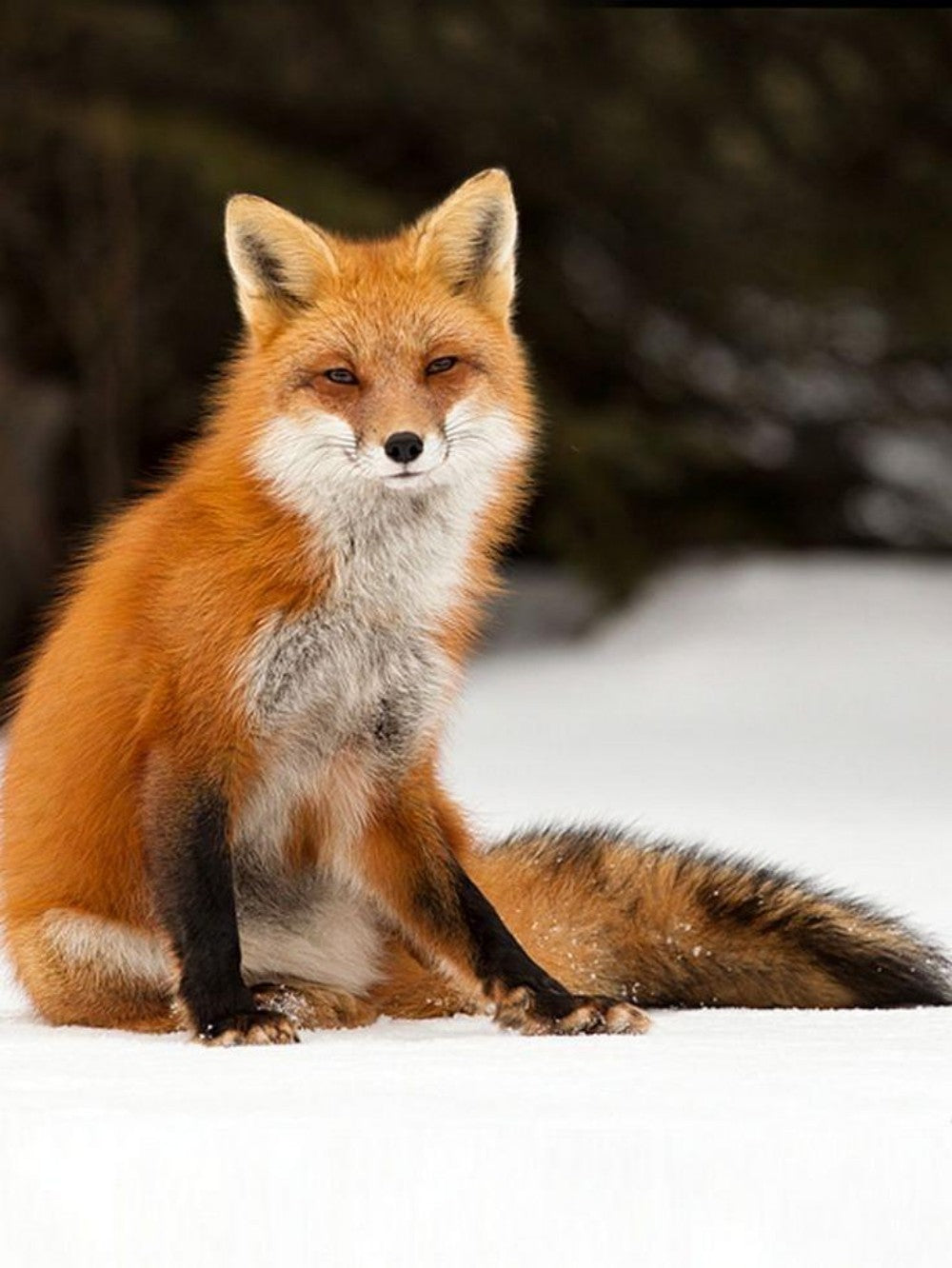 Fox | Diamond Painting