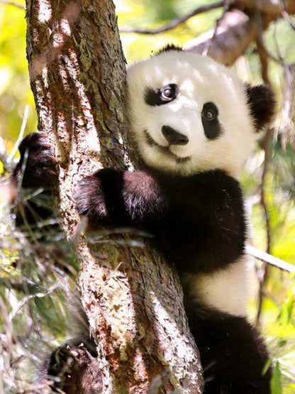 Panda | Diamond Painting