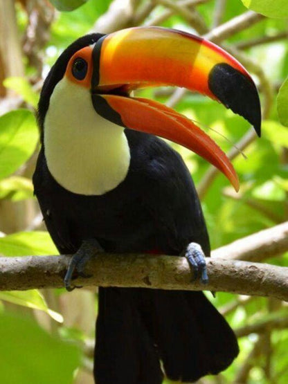 Toucan Bird | Diamond Painting