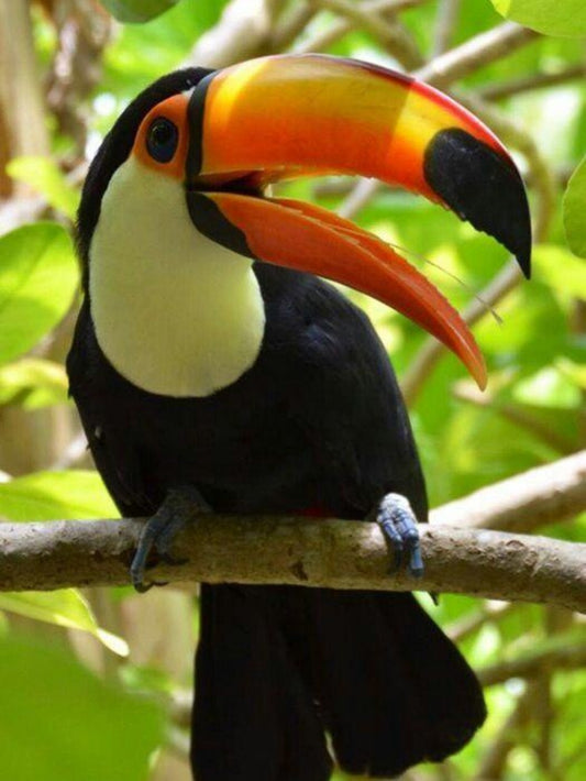 Toucan Bird | Diamond Painting