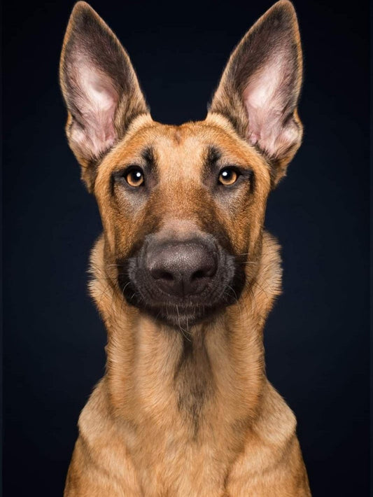 Dog German Shepherd | Diamond Painting
