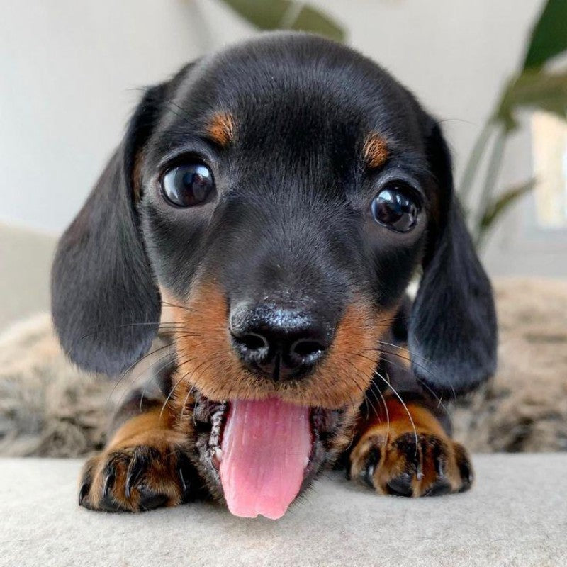 Dachshund Dog | Diamond Painting