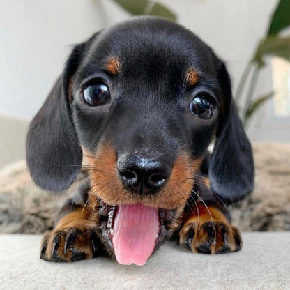 Dachshund Dog | Diamond Painting