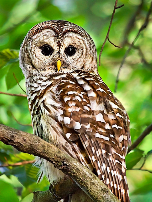 Barn Owl | Diamond Painting