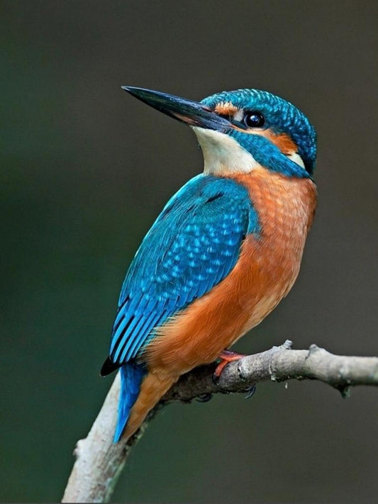 Kingfisher | Diamond Painting