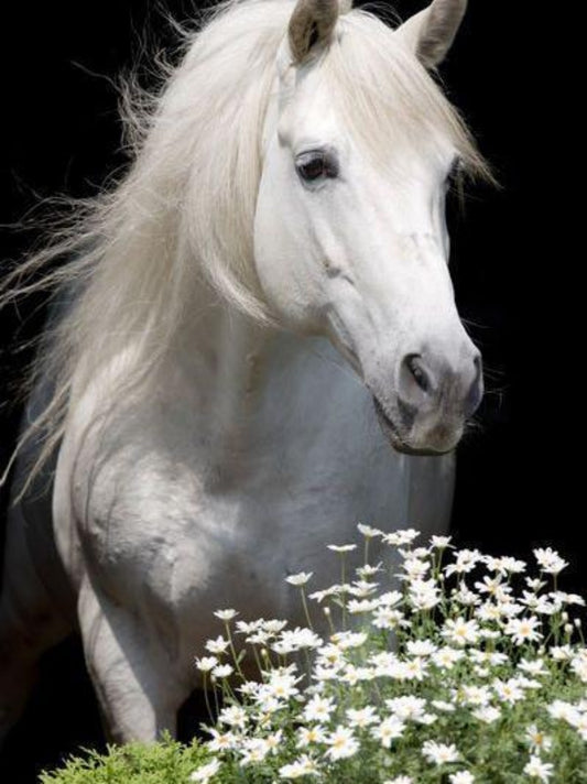 Horse | Diamond Painting