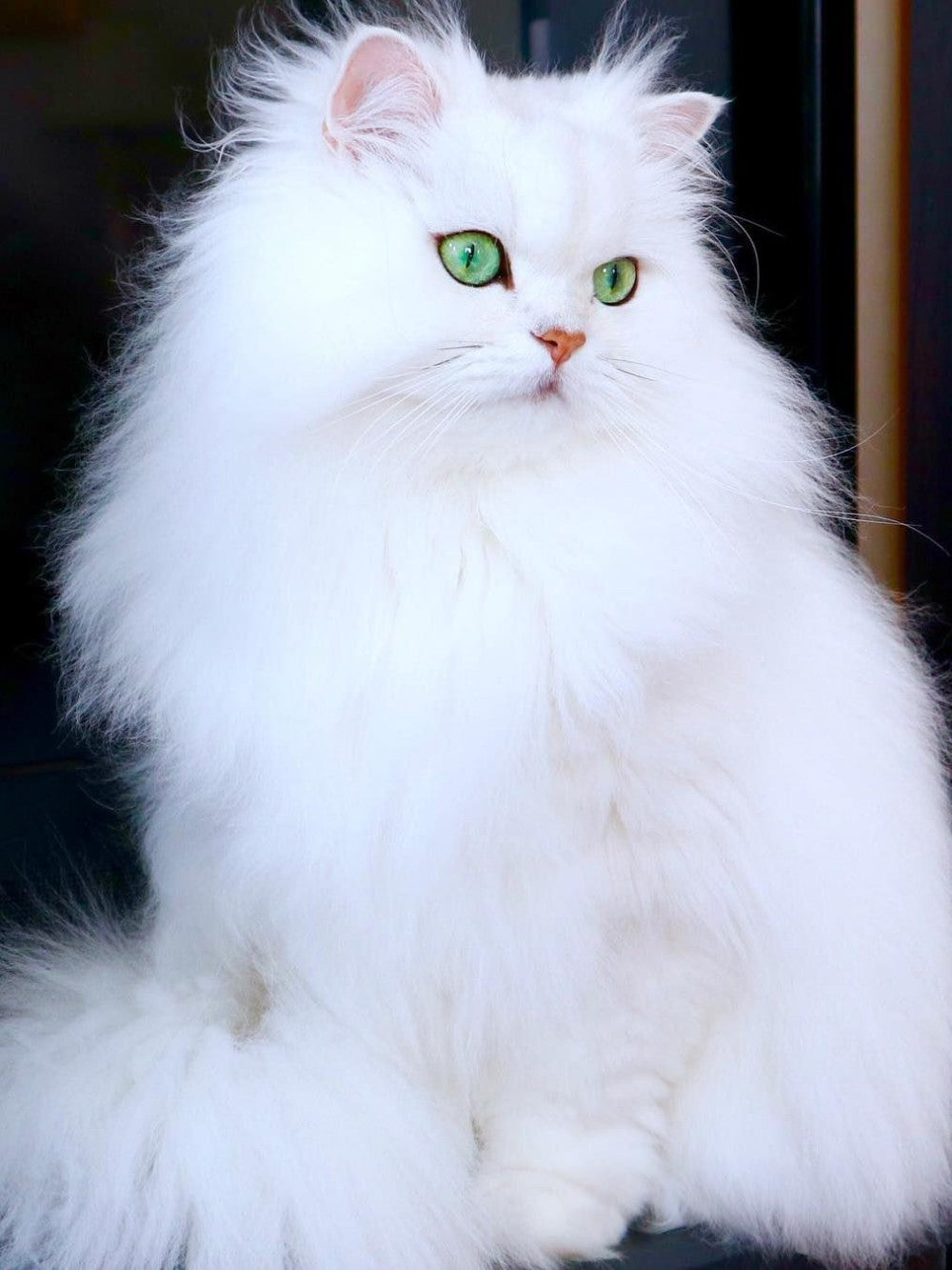 White Cat | Diamond Painting