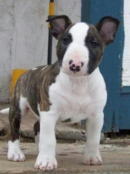 English Bull Terrier Dog | Diamond Painting