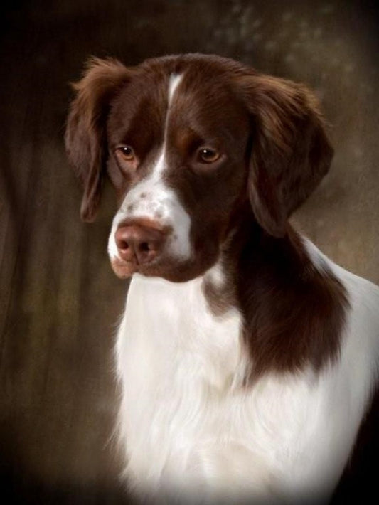 Brittany Spaniel Dog | Diamond Painting