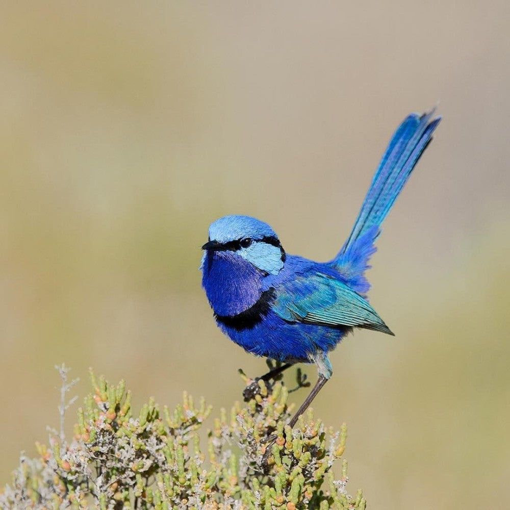 Blue Wren | Diamond Painting