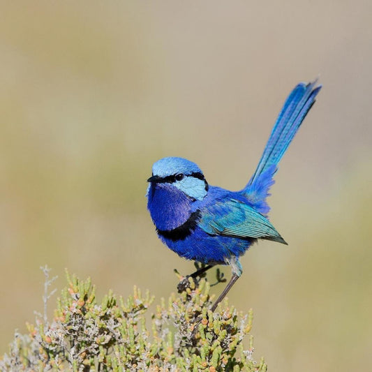 Blue Wren | Diamond Painting