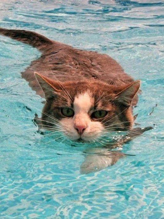 Pool Cat | Diamond Painting