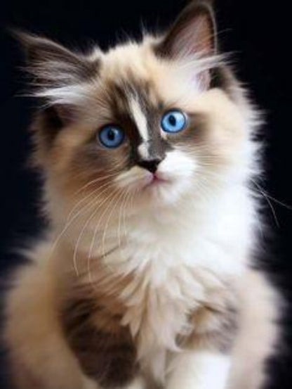 Ragdoll Cat | Diamond Painting