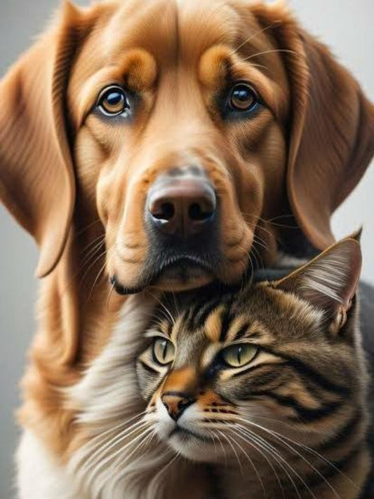 Cat and Dog | Diamond Painting