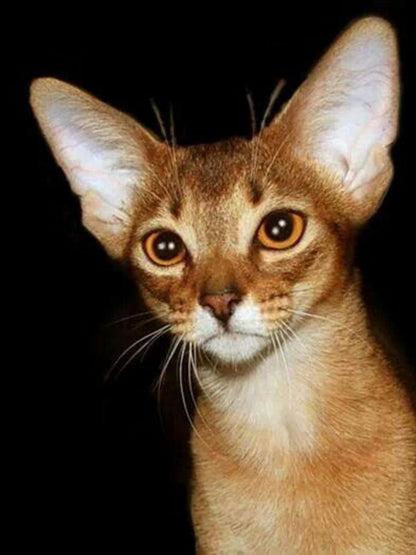 Abyssinian Cat | Diamond Painting