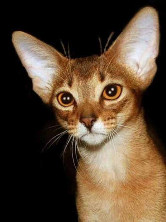 Abyssinian Cat | Diamond Painting