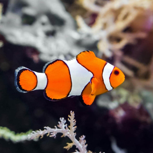 Clown Fish | Diamond Painting