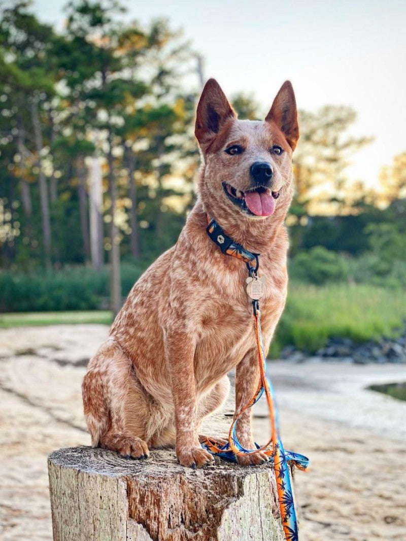 Cattle Dog (Blue Heeler) | Diamond Painting