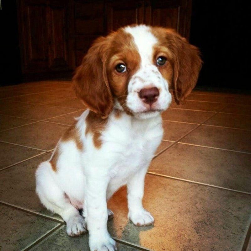 Brittany Spaniel Dog | Diamond Painting