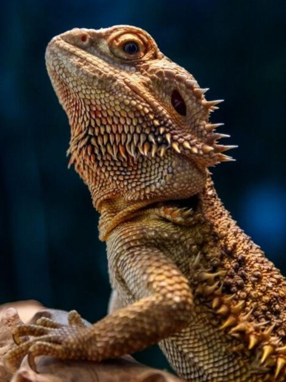 Bearded Dragon | Diamond Painting