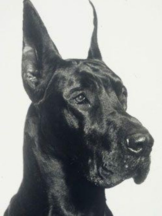 Dog Great Dane | Diamond Painting