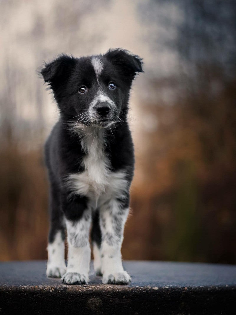 Dog Border Collie | Diamond Painting