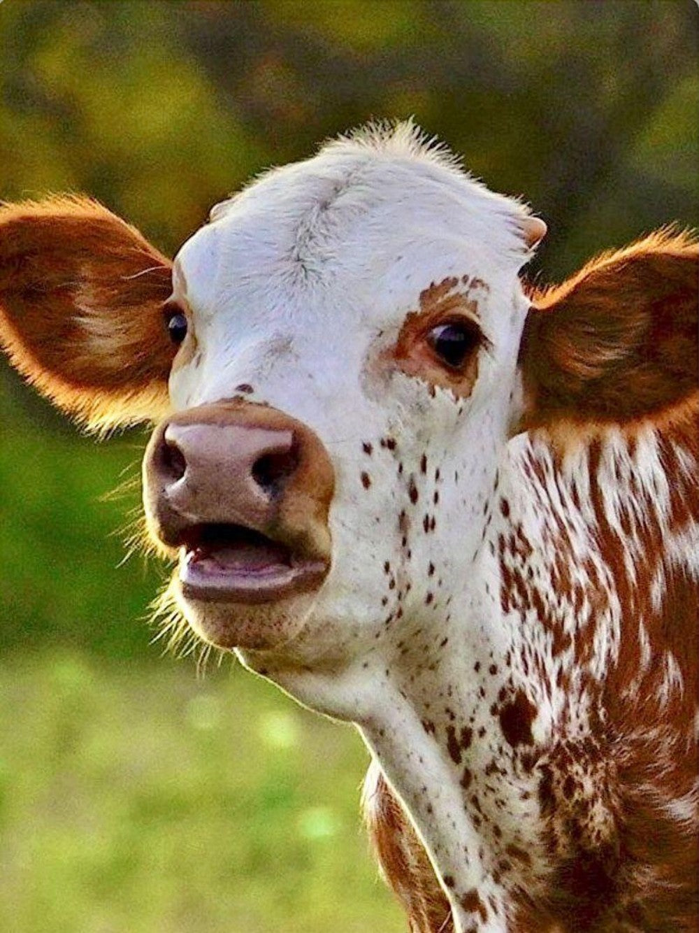 Cow | Diamond Painting