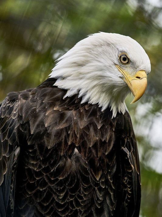 Eagle | Diamond Painting