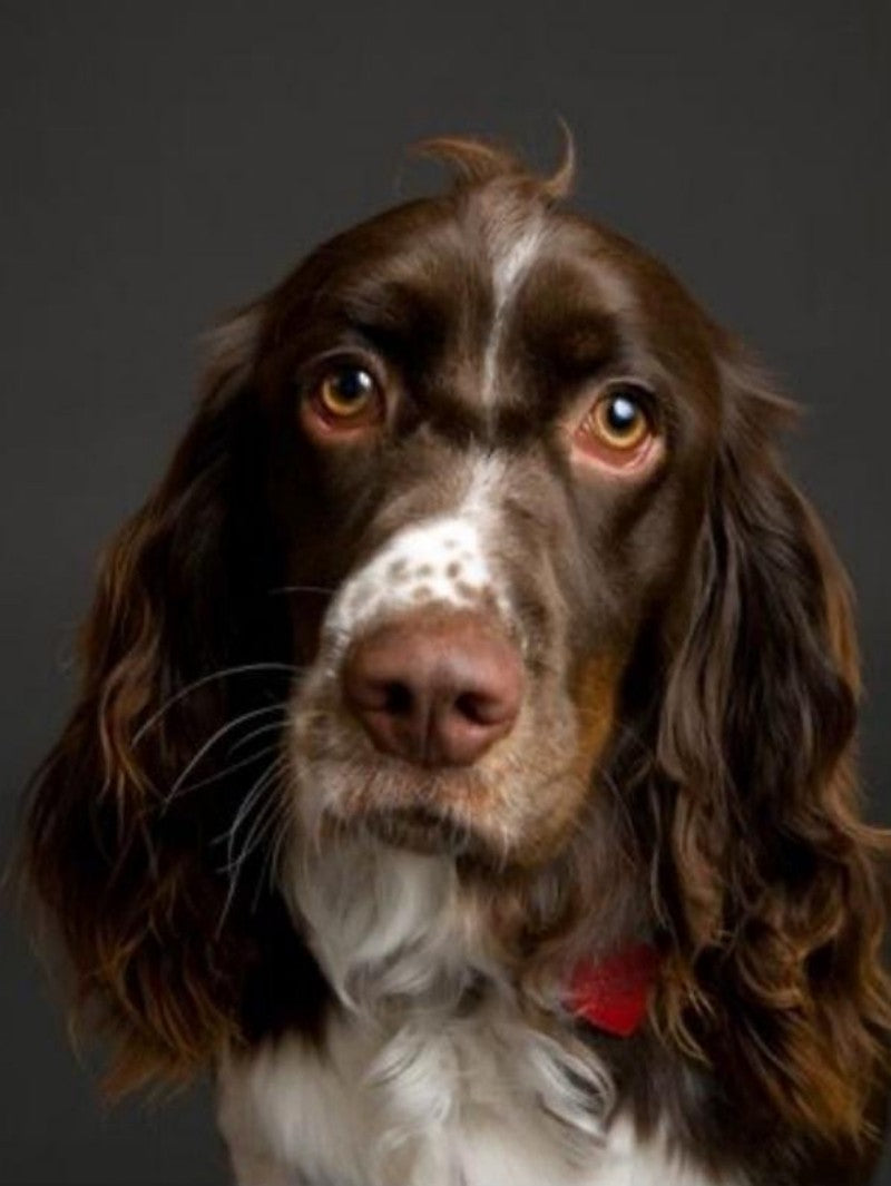 English Springer Spaniel Dog | Diamond Painting