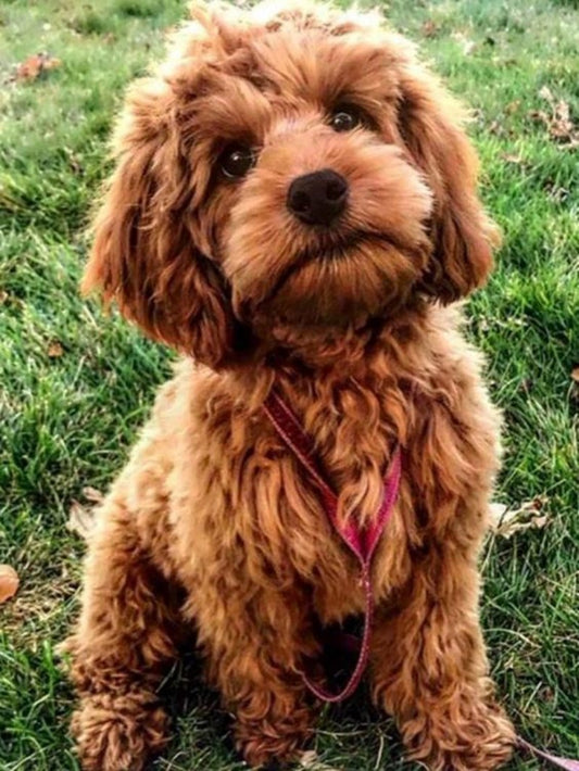 Dog Cockapoo | Diamond Painting